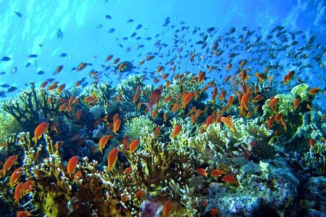 Red Sea Private Day Tour From Cairo - Tour Details