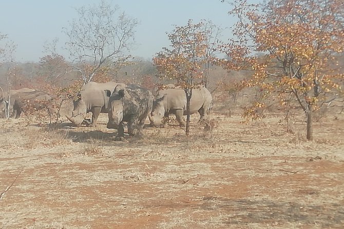 Rhino Game Drive and Walking Safaris