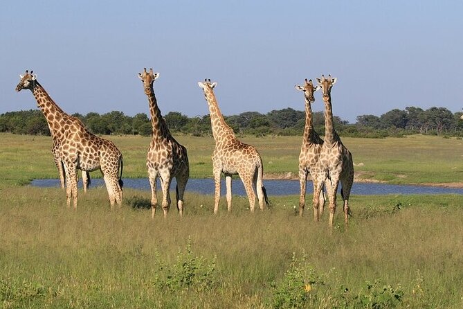 Rhino Walk and Safari Game Drive in Livingstone