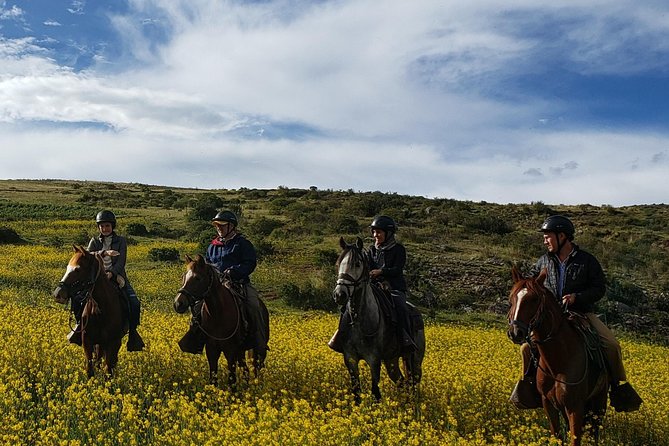 Ride Peruvian Paso Horses in Cusco