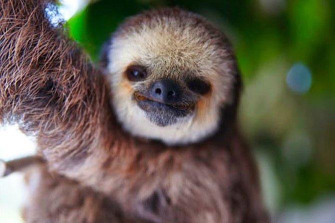 Roatan All-Inclusive Buggy Adventure, Zipline, Beach Pass Plus Monkey-Sloth Park