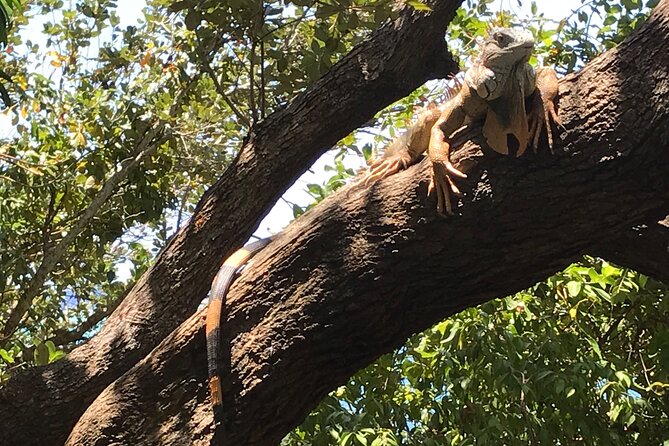 Roatan Iguana Park and Monkey/Sloth Park Sanctuary and Beach Stop