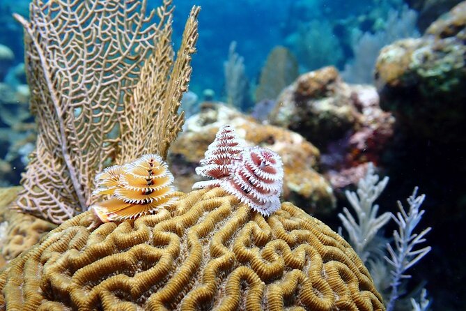 Roatan Reef Discovery Full- Day Trip -3 Dives - Scuba Equipment and Nitrox