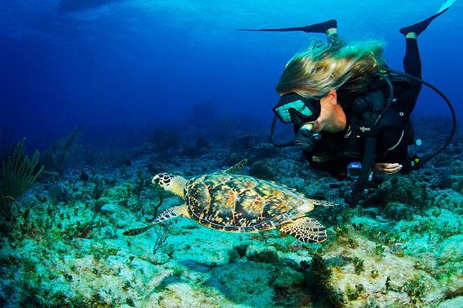 Roatan Scuba Shore Diving Plus Transportation - Overview of Roatan