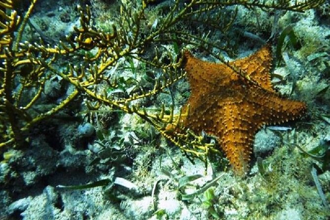 Roatan Snorkeling Tour - Overview of the Tour