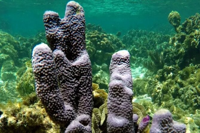 Roatan Tour With Horseback Ride Sloth Park and Glass Bottom Boat - Inclusions and Exclusions
