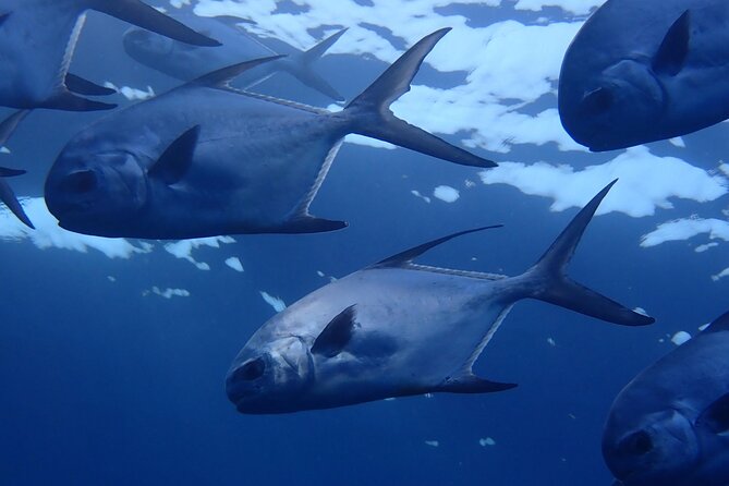 Roatans Top Dive Sites Exclusive Multi-Day Package of 10 Dives
