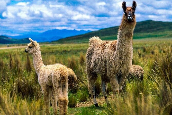 Route of the Sun Cusco Puno - Additional Information