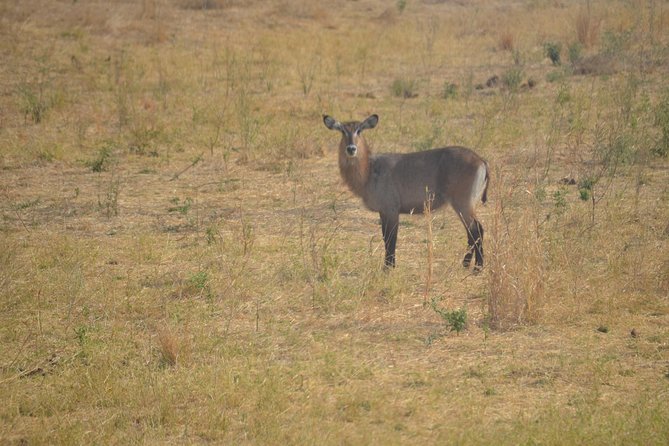 Ruaha National Park From Dar Es Salaam Flying Option 3 Days 2 Nights - Important Information and Policies