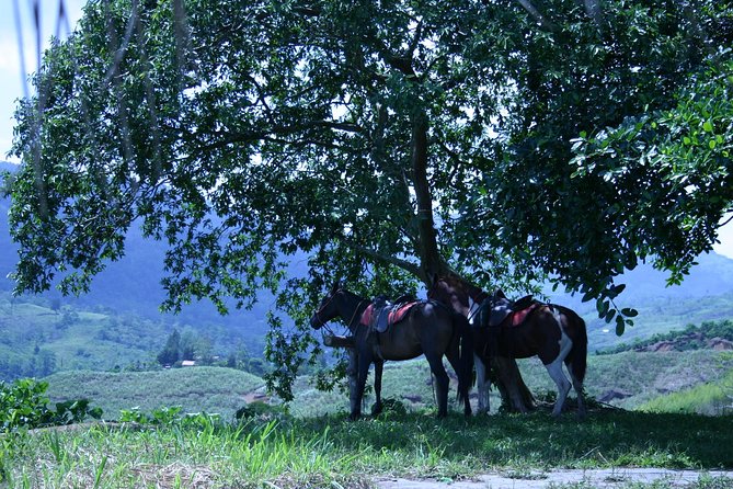 Rural Horseback Riding Tour - Tour Highlights