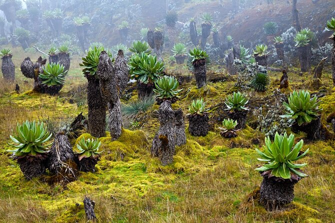 Rwenzori Mountains Hike- Kilembe Route 10 Days - Itinerary Details