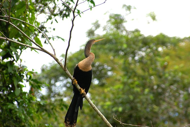 Safari Float Sarapiqui River From Sarapiquí
