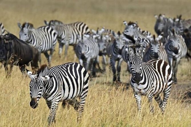 Safari to Amboseli National Park Group Day Tour