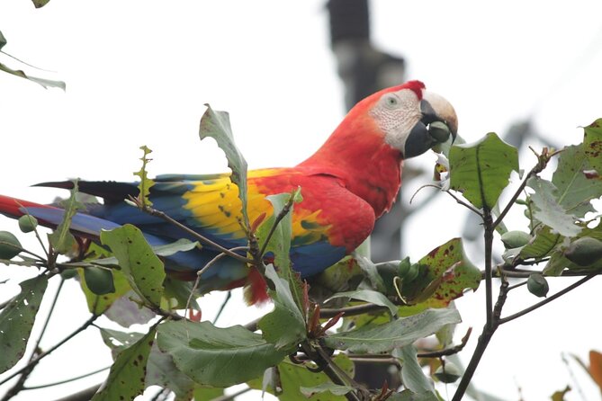 Safari Tour Along the Peñas Blancas River