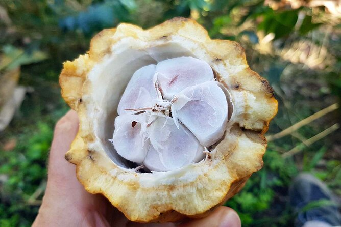 Salento to Viterbo for a Coffee, Cacao, and Panela Full Day Tour
