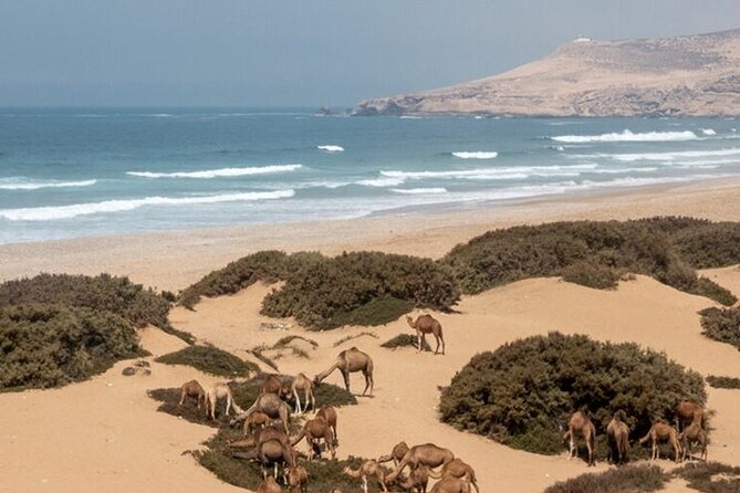 Sandboarding Trip From Agadir