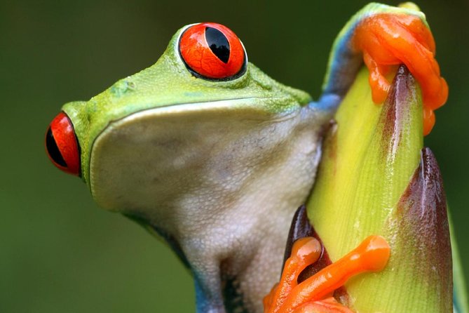 Sarapiqui River Cruise & Rainforest Walk. Private Tour From San Jose - What to Bring