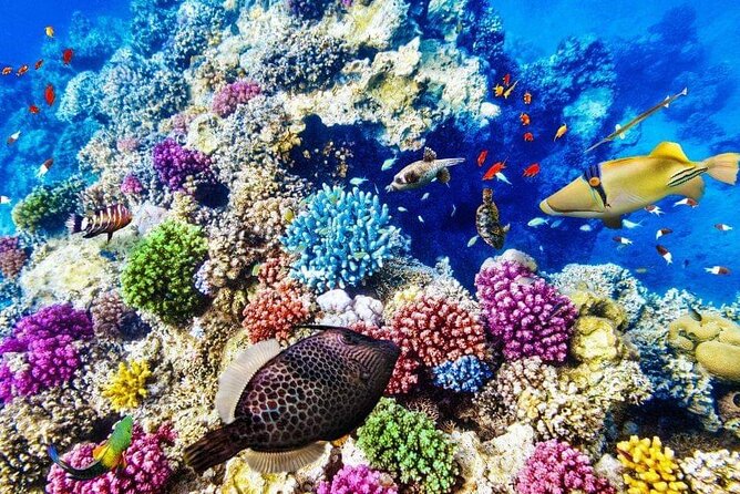 Satayeh Reef Swim With Dolphin and Snorkeling Sea Trip -Marsa Alam