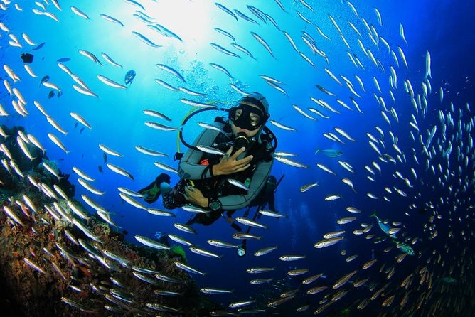 Scuba Diving in the Red Sea - What To Expect