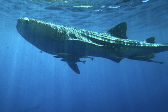 Sea Scope Adventure in Beauty of the Red Sea : Sharm El Sheikh