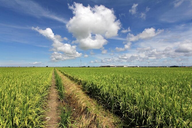 Sekinchan Paddy Field, Fishing Village & Kuala Selangor Fireflies Tour - Sekinchan Paddy Fields
