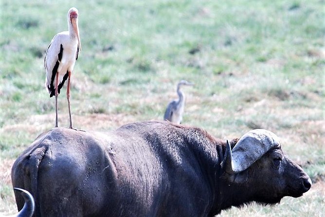 Seven Days: Tarangire-manyara-ngorongoro-serengeti (classic)
