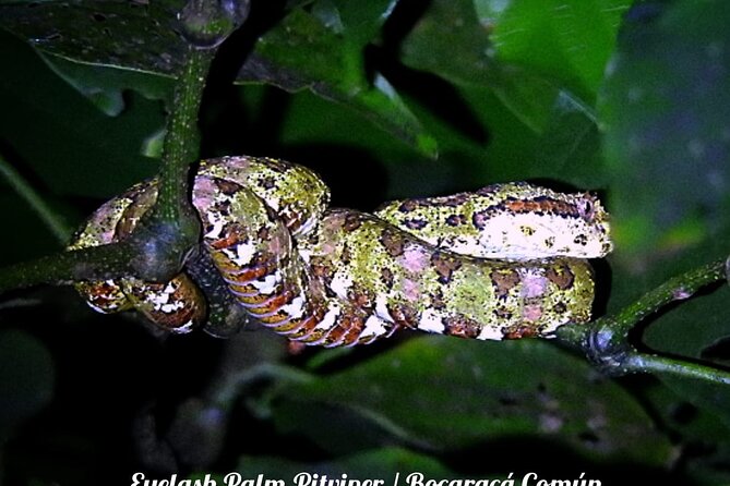 Shared Monteverde Night Tour - Wildlife Encounter