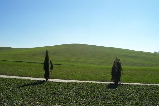 Shore Excursion From Livorno to Chianti Area With Wine Tasting & Lunch - Tour Highlights