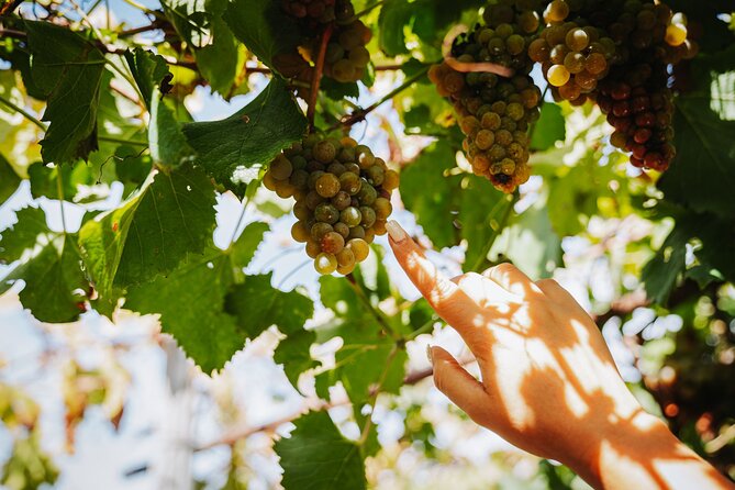Shore Excursion Private Pompeii and Wine Tasting From Naples Port - Inclusions and Exclusions