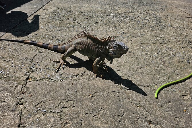 Shore Excursion: Roatan on the Wild-side and Beach Break