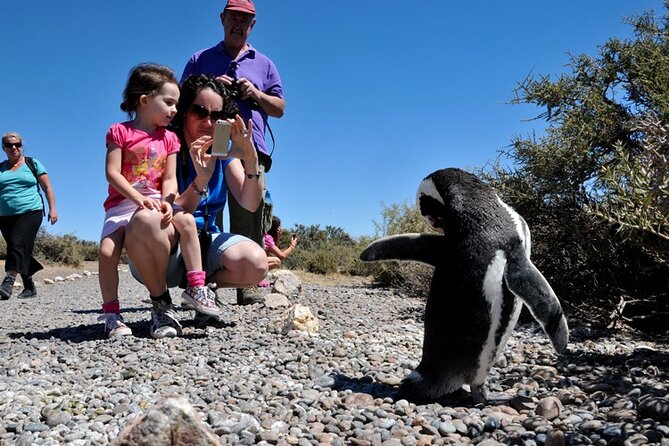 Shore Excursion to the Punta Tombo Reserve for Cruises