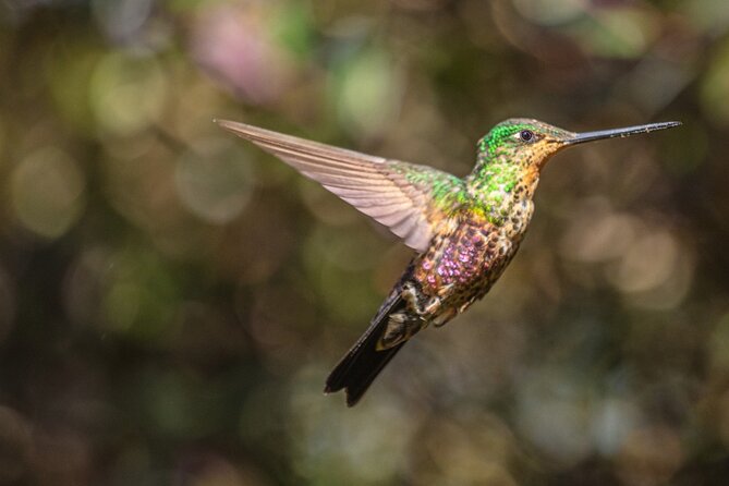 Sighting of Hummingbirds - Hummingbird Observatory - Discover Bogotás Avian Wonders