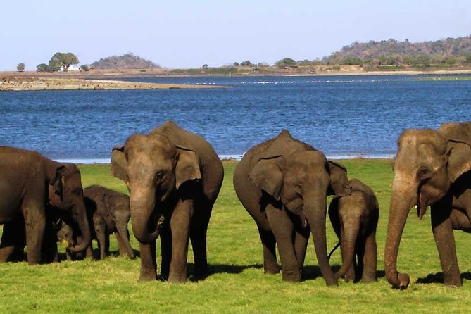 Sigiriya & Minneriya Safari Tour From Dambulla