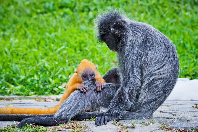 Silver Leaf Monkeys and Firefly Tour in Kuala Lumpur