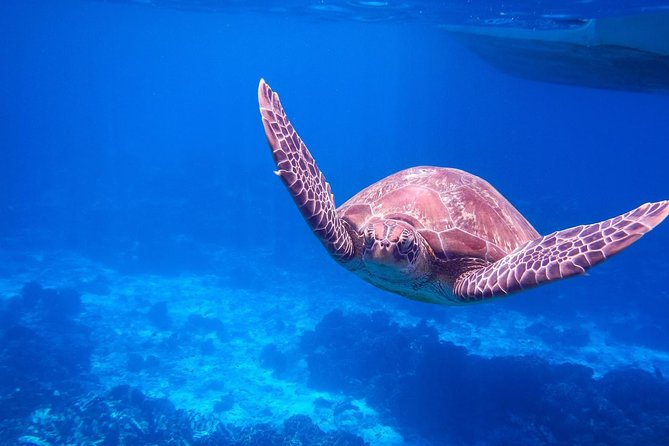 Similan Island Snorkeling Adventure -Full-Day Tour With Transfers - Inclusions and Services
