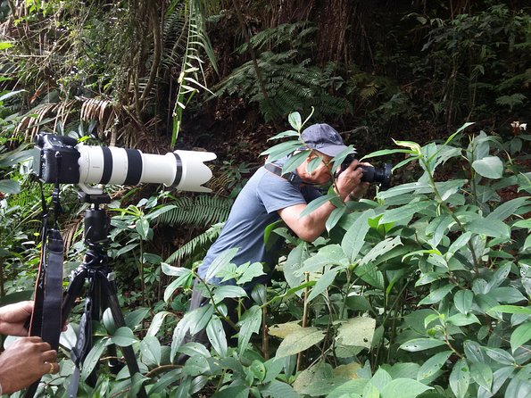Sinharaja Rain Forest One Day - Tour Overview