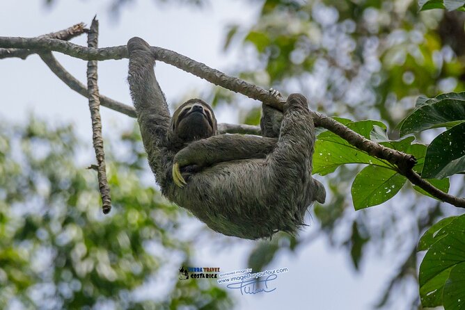 Sloth Tour Manuel Antonio National Park - Tour Overview