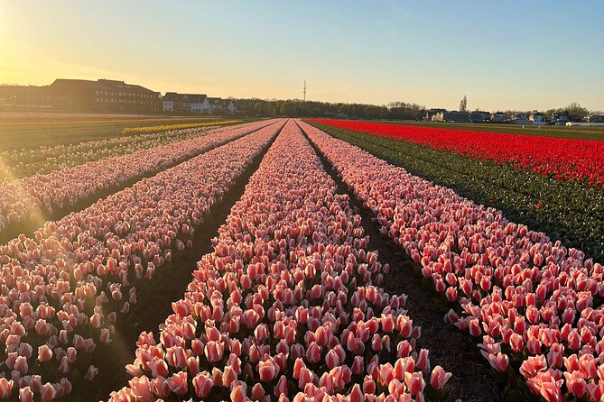 Small Group Bike Tour to Tulips Field in Lisse - Meeting Point