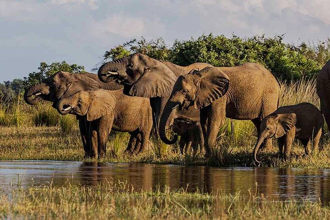 Small Group Tour in the Zambezi National Park