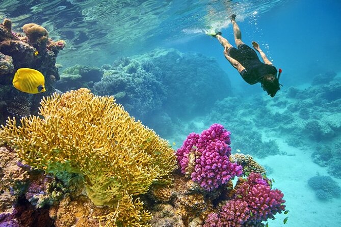 Snorkeling Day With Dugong And Turtles Marsa Mubarak – Marsa Alam