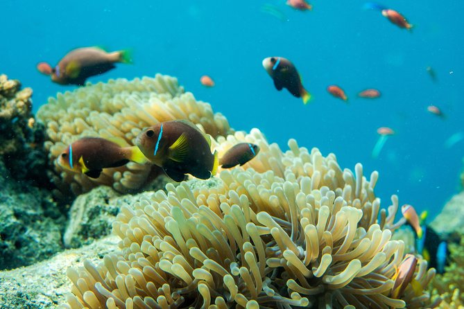Snorkeling in Dhiffushi - Meeting and Pickup Instructions