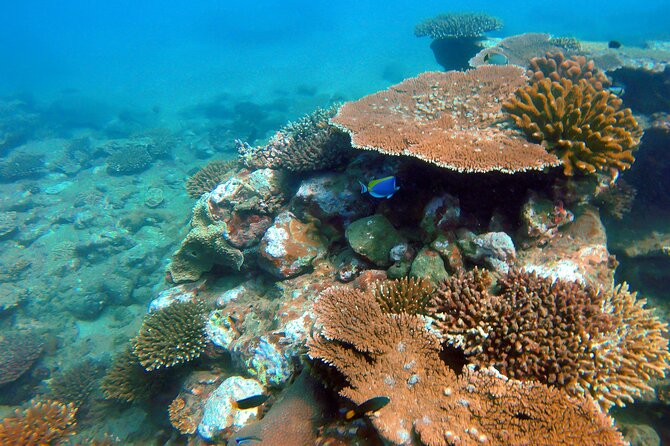 Snorkeling in Pigeon Island From Nilaveli - Boat Ride to the Sanctuary