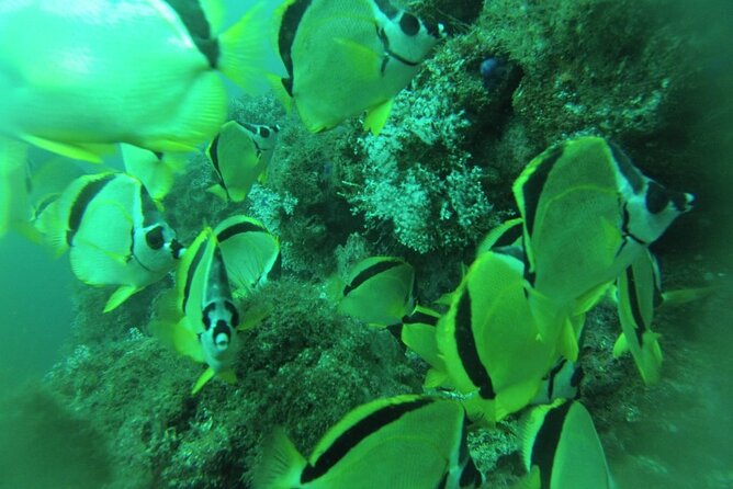 Snorkeling in Tortuga Islands and Curú Wildlife Refuge - Excursion Details and Inclusions
