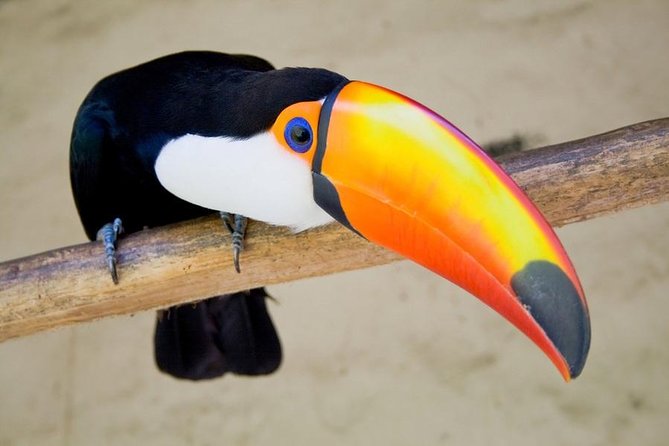 Soberania National Park Day Trip From Panama City - Tour Overview