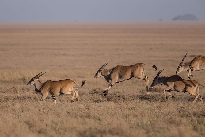 Solo Travelers Private Safari | 7 Days