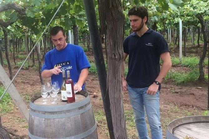 Special Experience in Wineries: Come to Prune or Harvest
