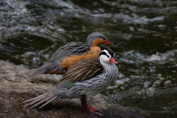 Sta. Rita Waterfall: Observation of Endemic Birds