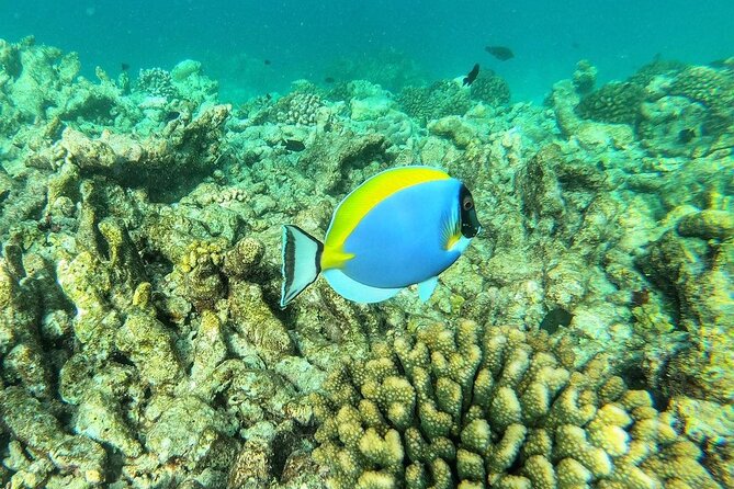 Starfish Adventure; Blue Lagoon Snorkeling; The Rock; Paje Beach; Kuza Cave Tour