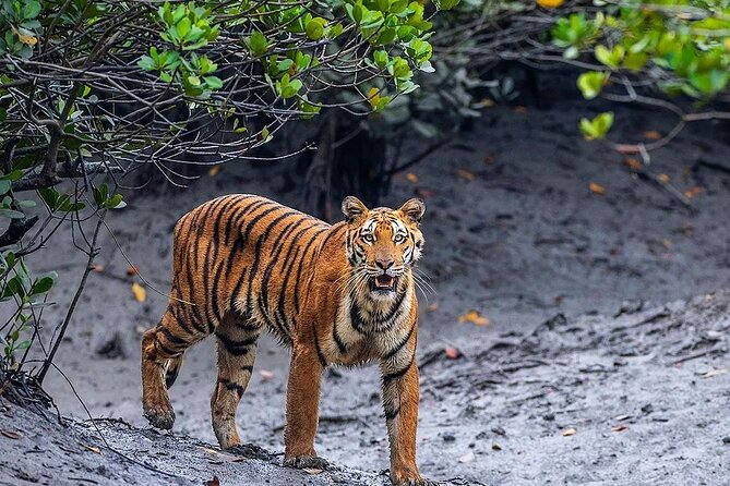 Sunderban Mangrove Wilderness Expedition - Pickup and Departure