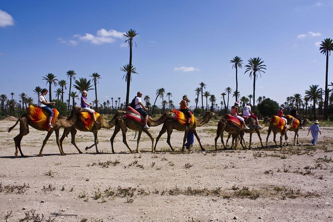 Sunset Camel Ride With Tea Break In Marrakeh Palm Grove